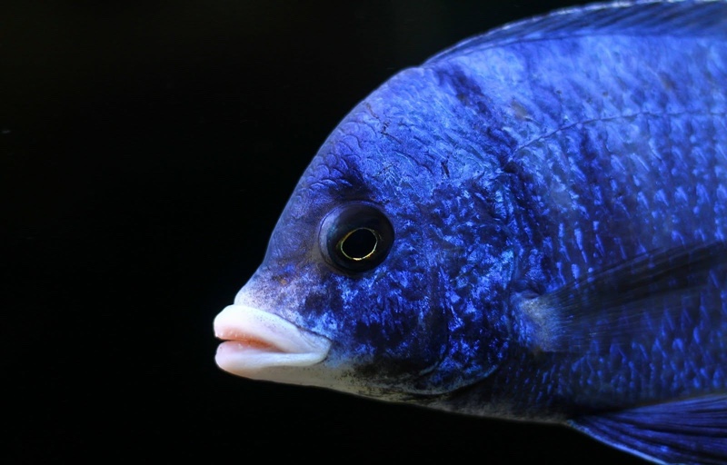 Placidochromis phenochilus 'Mdoka Reef'